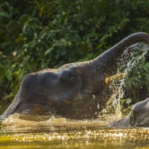 How to Explore Paniyeli Poru & Surroundings — A Guide for Homestay Guests